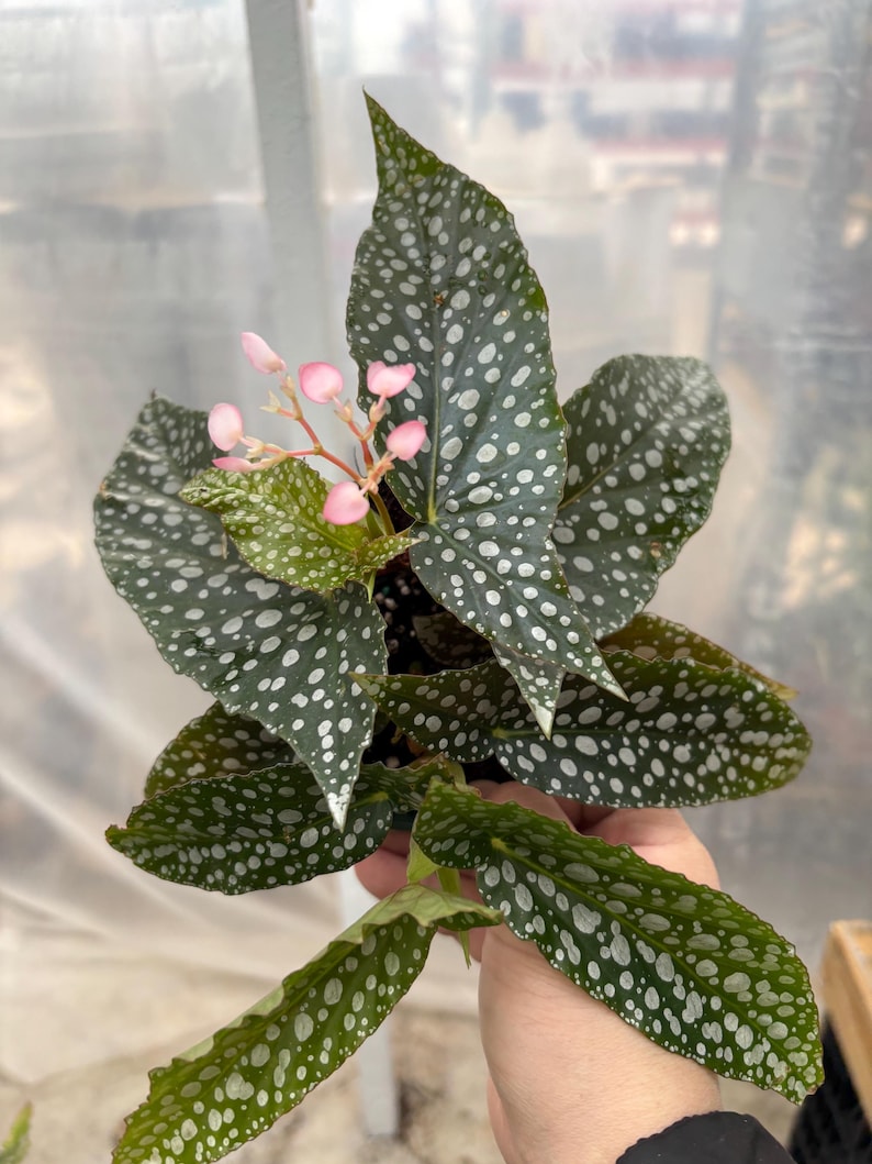 May include: A spotted begonia plant with green leaves and pink flowers. The leaves have white spots on them.