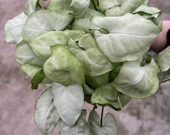 4” MOONSHINE Syngonium pot - lush arrowhead with multiple houseplants - green shades - low maintenance plant foliage - GREAT GIFT