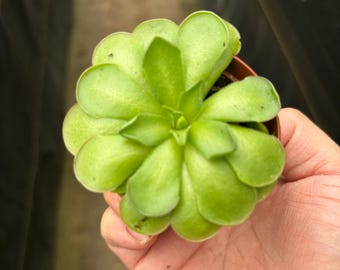 2” rare PINGUICULA CYCLOSECTA - METALLIC leaves - Butterwort hybrid plant pot - flowering carnivorous houseplant