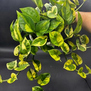 May include: A trailing pothos plant featuring heart-shaped leaves with a variegated pattern of deep forest green and bright lime yellow. The plant has multiple long, cascading stems with dense foliage growing from a central white container.