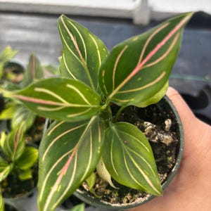 May include: A close-up of a potted plant with vibrant green leaves. The leaves feature striking pink and white veining, creating a visually appealing contrast. The plant is in a small, dark green pot, suggesting it's a houseplant or small garden plant.