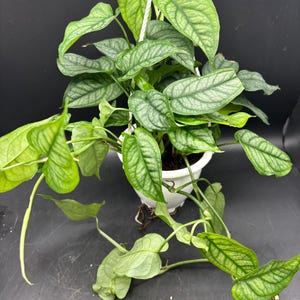 monstera deliciosa variegata for sale Monstera Super White