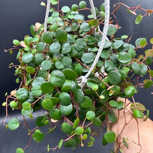May include: A hanging basket overflowing with a lush, green plant. The plant features small, round, vibrant green leaves and reddish-brown stems. The basket is suspended by white rope.