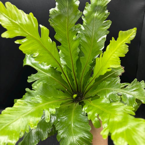 4” CHAMPION BIRD NEST Fern plant pot - easy care lush houseplant - terrarium friendly