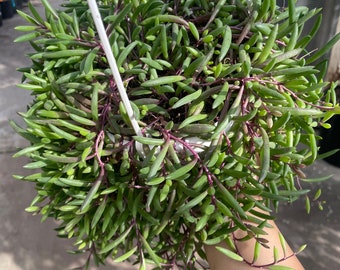 6” fully rooted, trailing and lush Ruby Necklace hanging basket