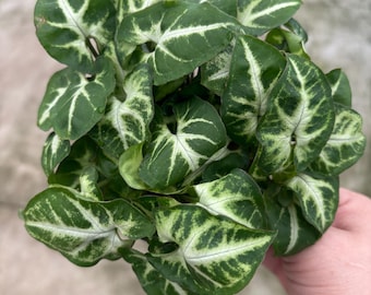 4” GLO GO Syngonium pot - lush arrowhead with multiple houseplants - green white shades - low maintenance plant - pink vein foliage - GIFT
