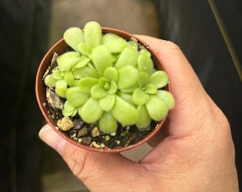 2” PINGUICULA GUATEMALA - beginner Butterwort hybrid plant pot -  flowering carnivorous houseplant