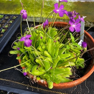 May include: A Pinguicula plant with bright green, succulent-like leaves growing in a round terracotta pot. The plant features several slender, upright stems topped with vibrant purple, five-petaled flowers. A small white plant marker is visible.