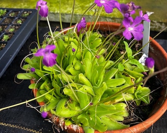 2” rare PINGUICULA AGNATA x GYPSICOLA - beginner Butterwort hybrid plant pot -  flowering carnivorous houseplant