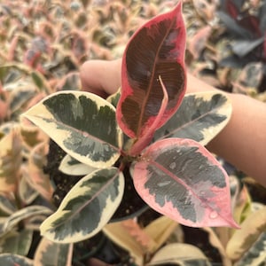 May include: Close-up of a variegated rubber plant with leaves in shades of green, cream, pink, and burgundy. The plant is in a small black pot, with other plants visible in the background.