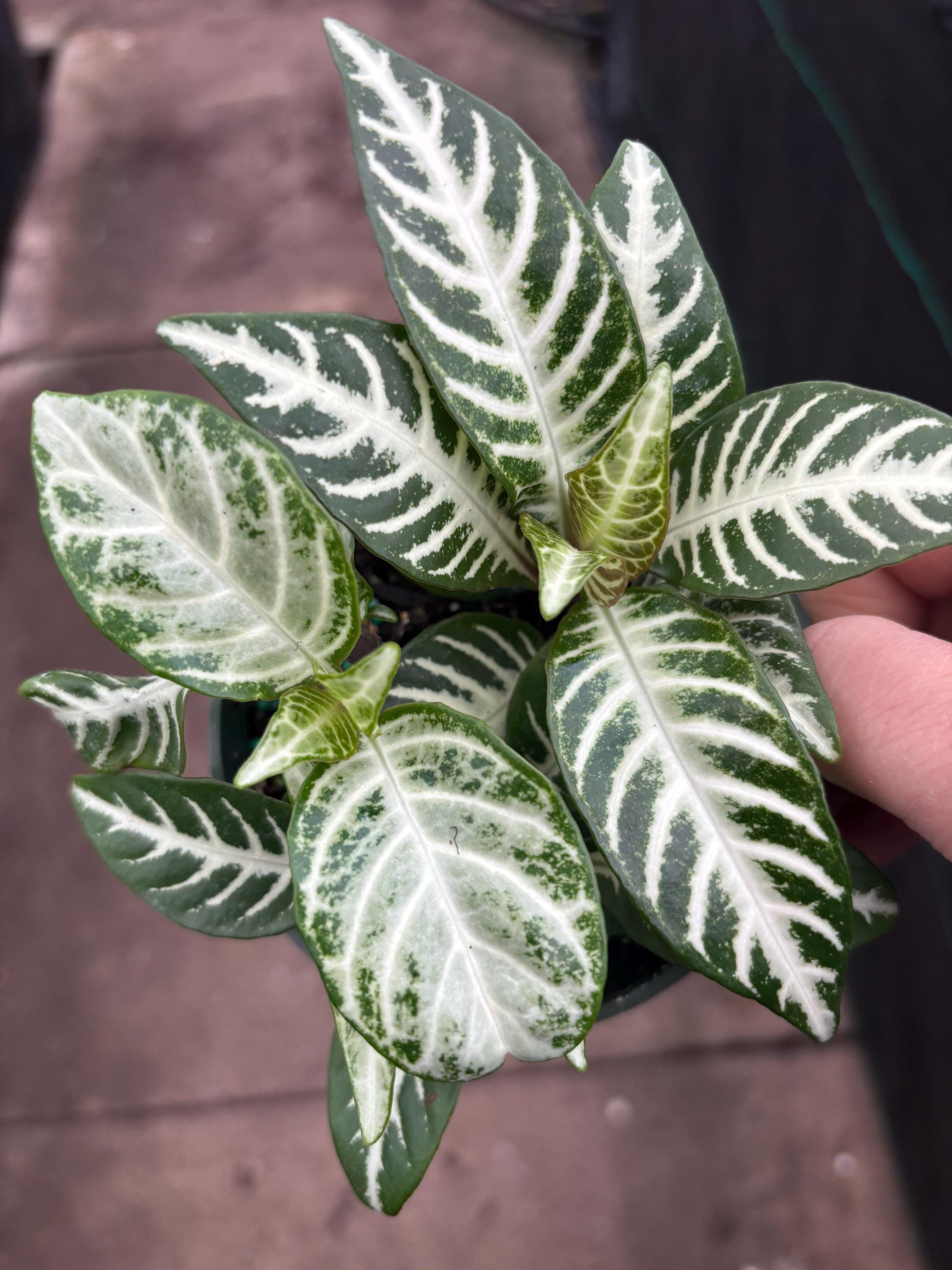 4” Aphelandra Snow White Zebra Pot - Show Stopper Plant - Uncommon