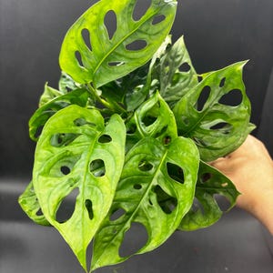 4” Monstera Adansonii pot - Swiss Cheese plant - low maintenance houseplant - home decor foliage - classic plant - holes everywhere