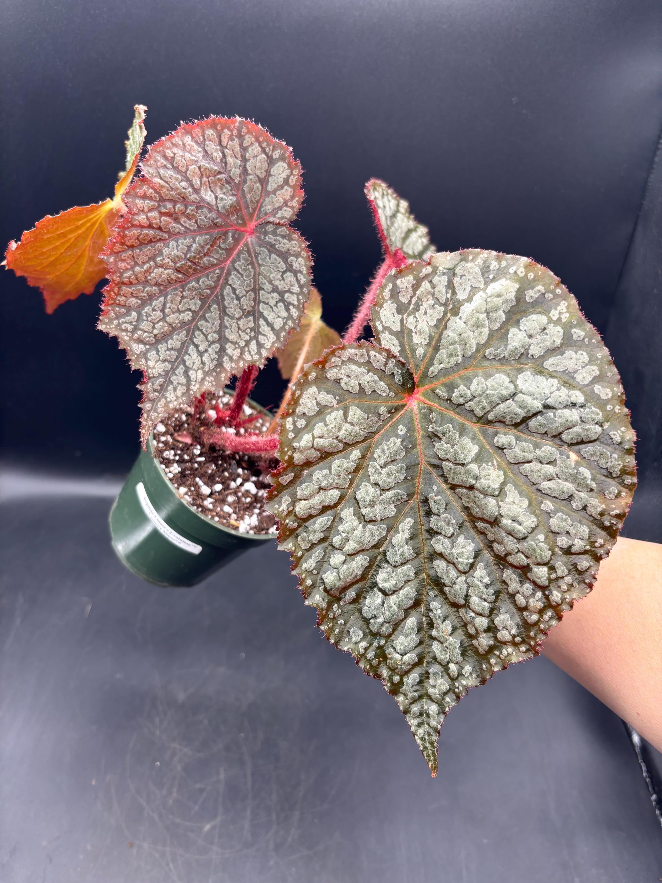 peculiarman　Begonia 3点コンパクト便発送 4” Emma's Evolution Vampire Slayer TM Begonia Pot - TRADEMARKED