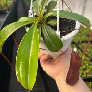 May include: A Nepenthes pitcher plant in a white hanging pot with a white plastic hanger. The plant features long, smooth, bright green leaves and several dark reddish-brown, elongated, tubular pitcher traps hanging from thin, curved tendrils.