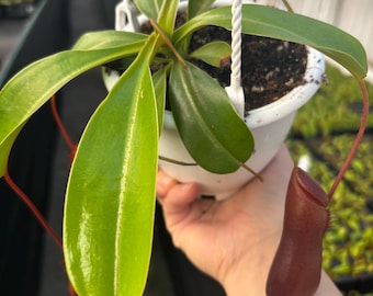 4.5” NEPENTHES BRIGGSIANA hanging basket - Carnivorous Pitcher plant leaves - houseplant - home decor - Medium RED pitchers