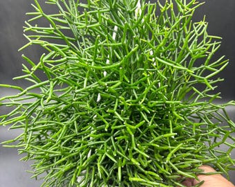 6” HATOIRA CYLINDRICA Rhipsalis plant hanging basket - rooted foliage epiphytic cactus houseplant - easy care home decor