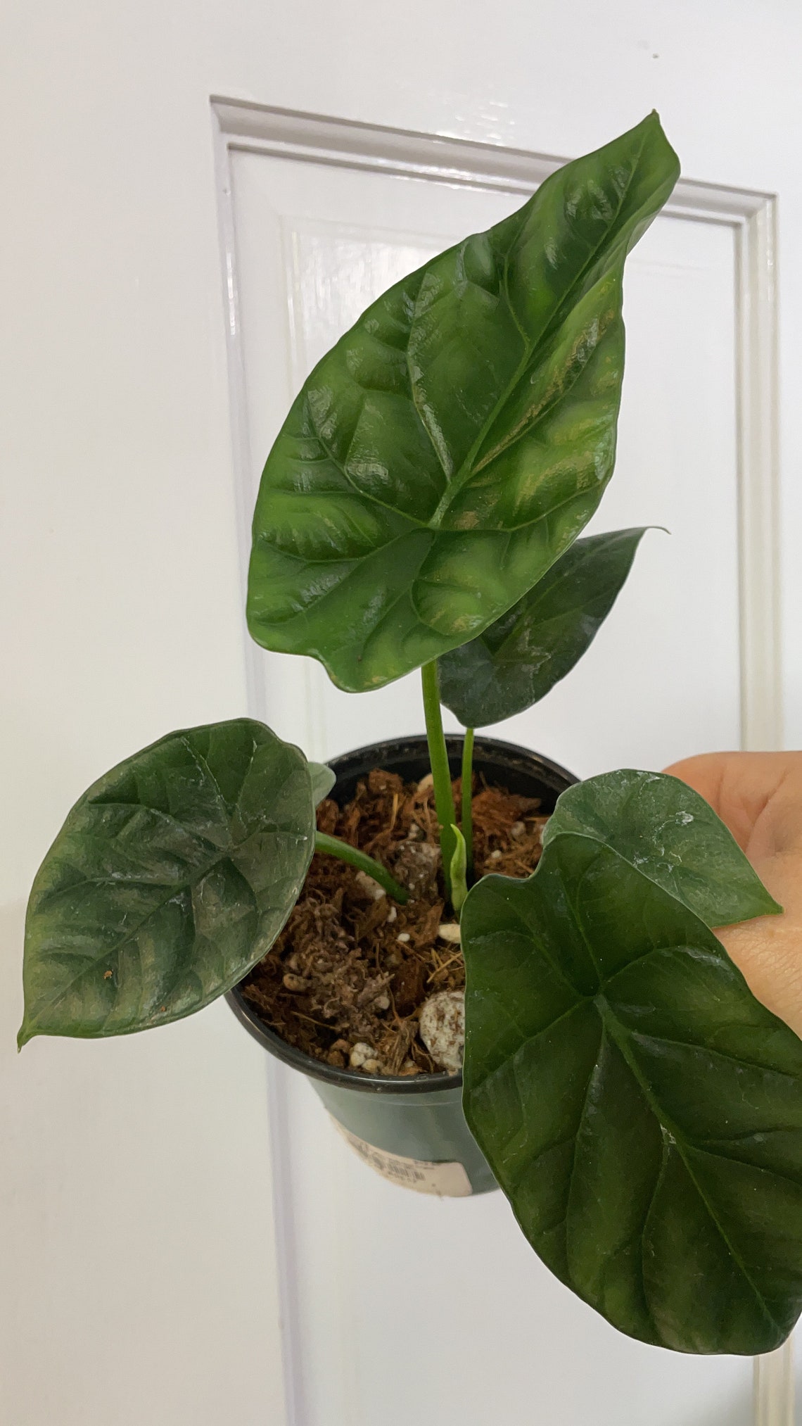 Alocasia Mirror Face Alocasia Sinuata RARE Quilted Etsy