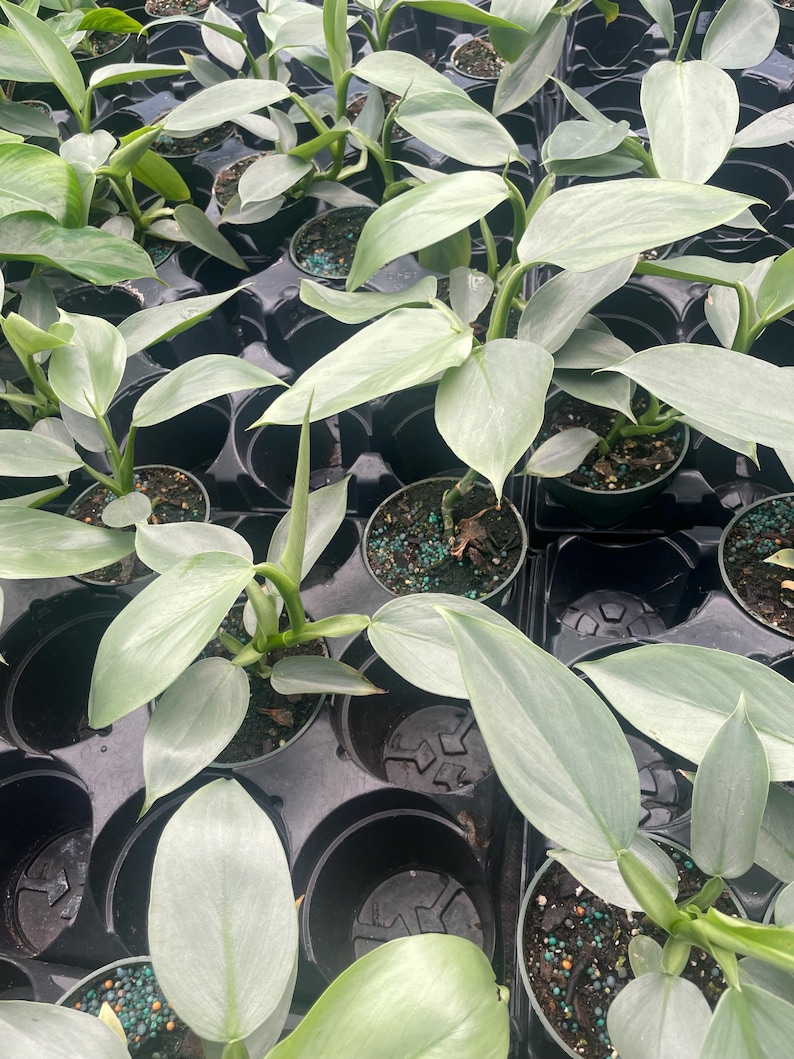 FastechPlants Philodendron Hastatum - Thumbnail 4