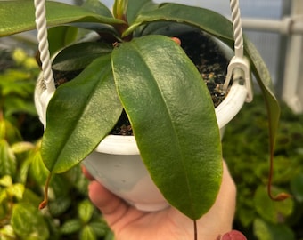 4.5” NEPENTHES BLOODY MARY hanging basket - Carnivorous Pitcher plant leaves - houseplant - home decor - deep red pitchers