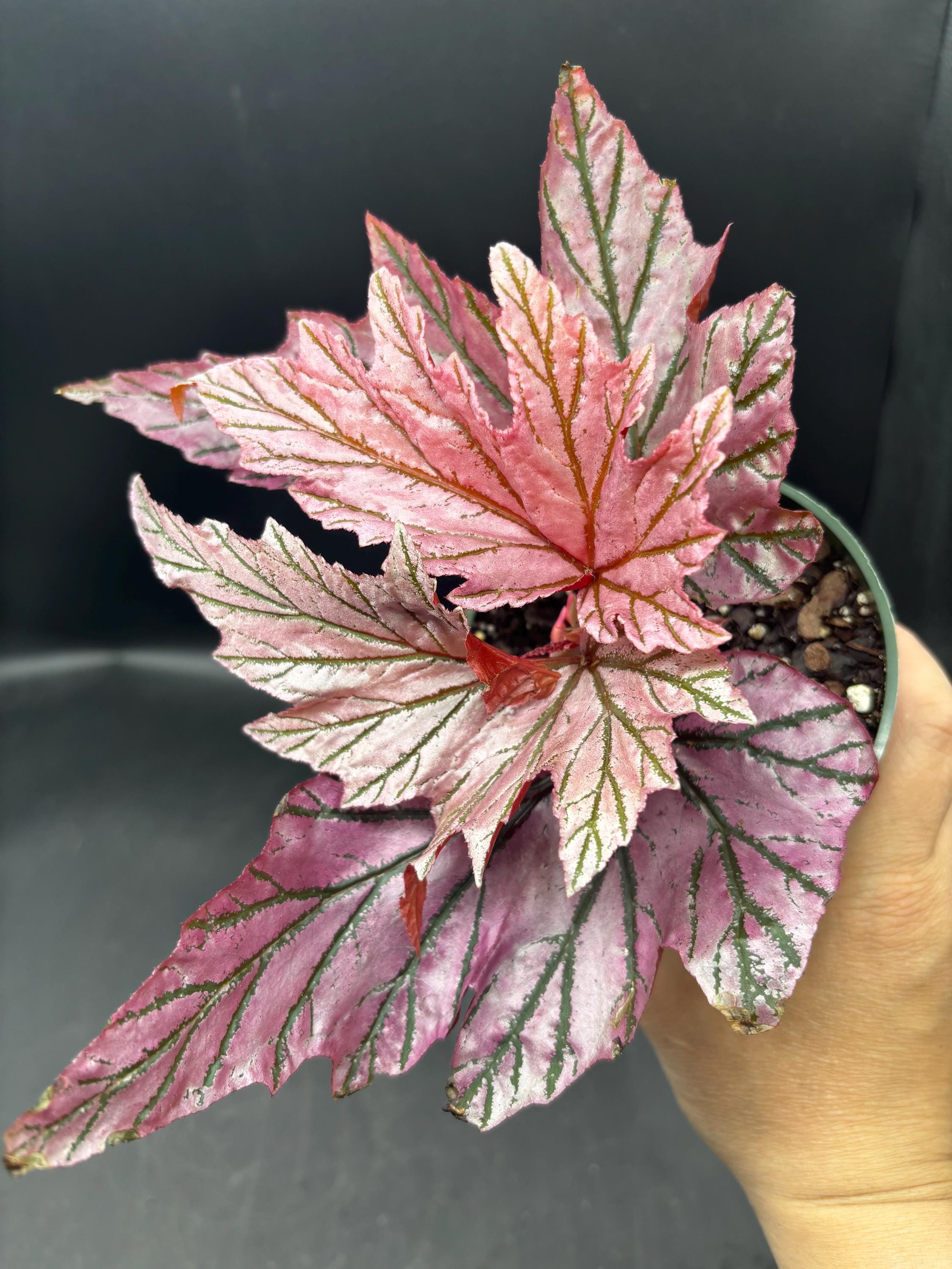 4” Rare BEGONIA LAMOON Plant Pot - Iridescent Pink Serrated