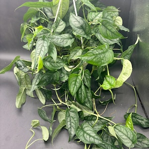 May include: A hanging Monstera siltepecana plant featuring heart-shaped, silver-green leaves with prominent dark green veining. The trailing vines extend downward from a white plastic pot suspended by white plastic hangers against a dark background.