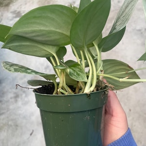May include: A potted plant with large, heart-shaped green leaves with lighter variegation. The plant is in a dark green plastic pot. The leaves have a smooth texture and are arranged around the stems. The plant is held by a person.