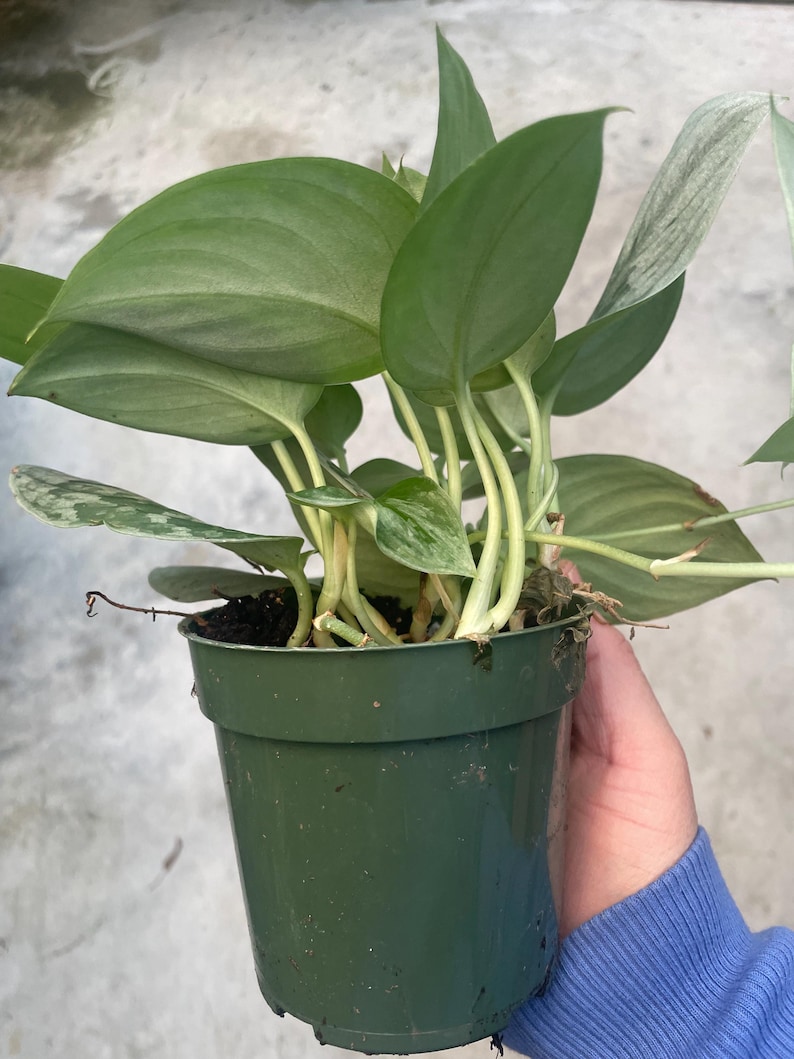 May include: A potted plant with large, heart-shaped green leaves with lighter variegation. The plant is in a dark green plastic pot. The leaves have a smooth texture and are arranged around the stems. The plant is held by a person.