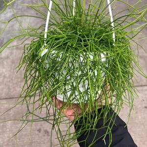 6” Rhipsalis Burchellii plant hanging basket - rooted and trailing Mistletoe Cactus - bushy houseplant - thinner foliage leaves image 8