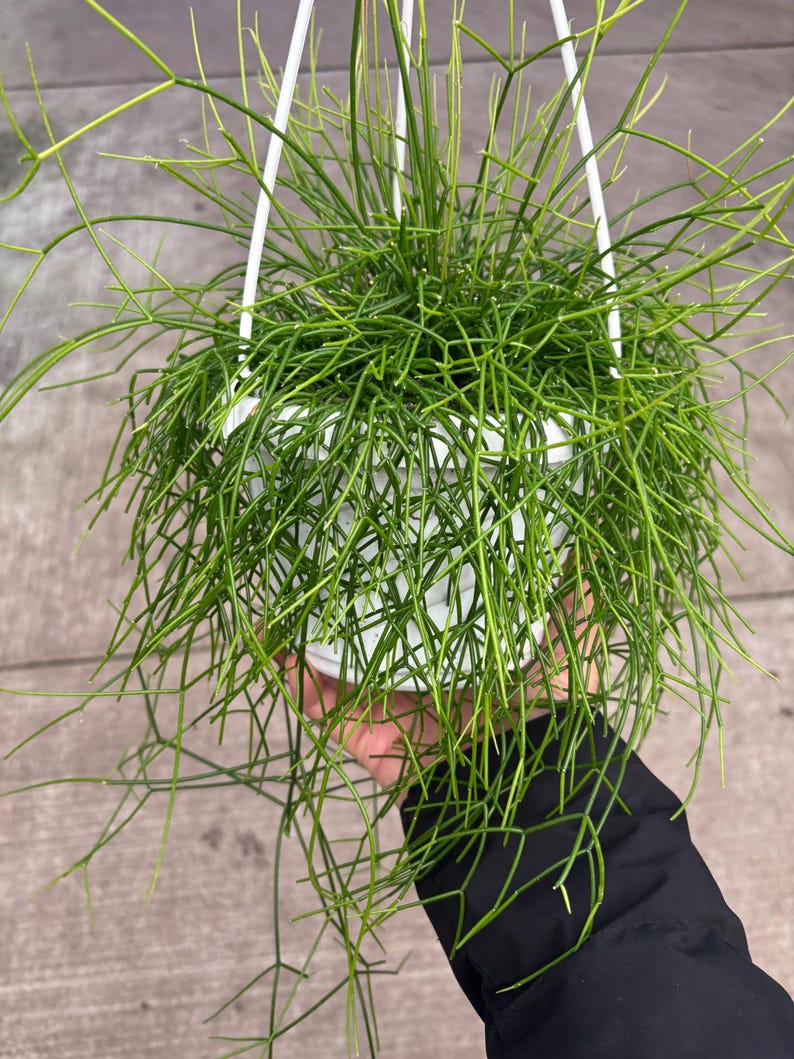 6” Rhipsalis Burchellii plant hanging basket - rooted and trailing Mistletoe Cactus - bushy houseplant - thinner foliage leaves image 8