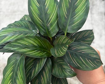 4” BEAUTY STAR Calathea plant pot - Maranta Prayer houseplant- beautiful pinstripe patterns - pet safe - home decor