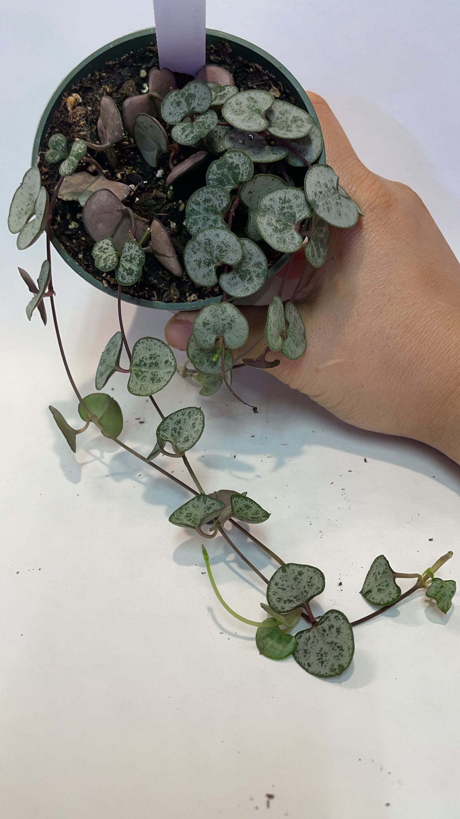 Silver Glory Ceropegia woodii String of hearts Succulent Etsy