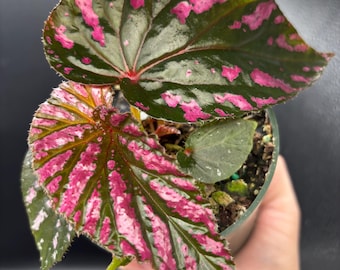 4” BREVIRIMOSA SUBSP. EXOTICA Begonia plant pot - metallic pink foliage - rare showstopper home decor - houseplant - elongated leaves