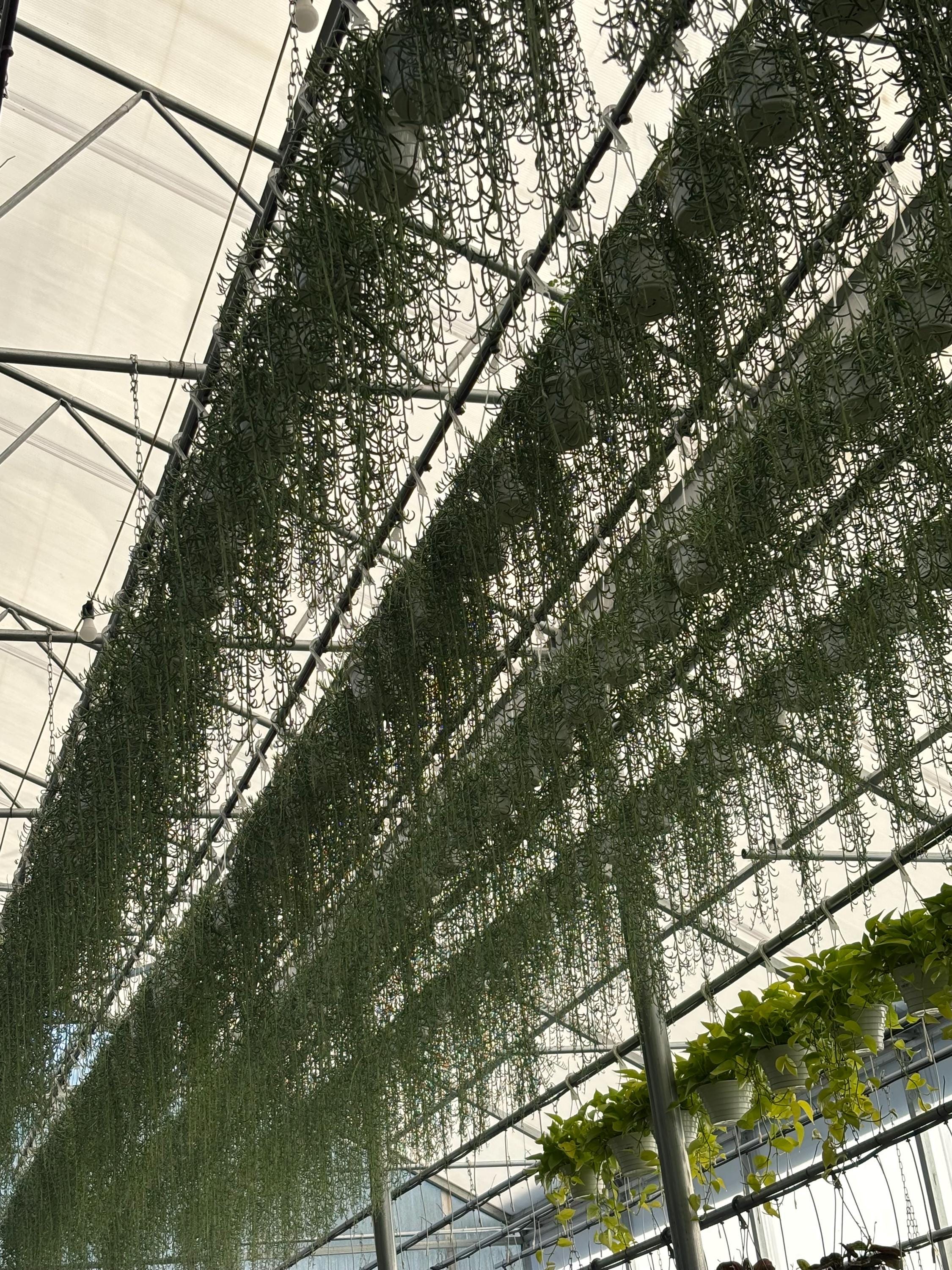 6 String of Fish Hooks Hanging Basket - Uncommon Trailing & Fully Rooted String of Things Plant - Lush Succulent- Low Maintenance - Gift - Etsy 6 String of Fish Hooks Hanging Basket - Uncommon Trailing & Fully Rooted String of Things Plant - Lush Succulent- Low Maintenance - Gift - Etsy