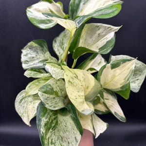 Harlequin Pothos - Etsy