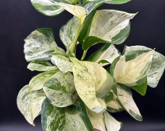 4” Manjula Pothos plant pot  - Epipremnum Aurea - many rooted strands - bright yellow white green foliage - houseplant - colorful home decor