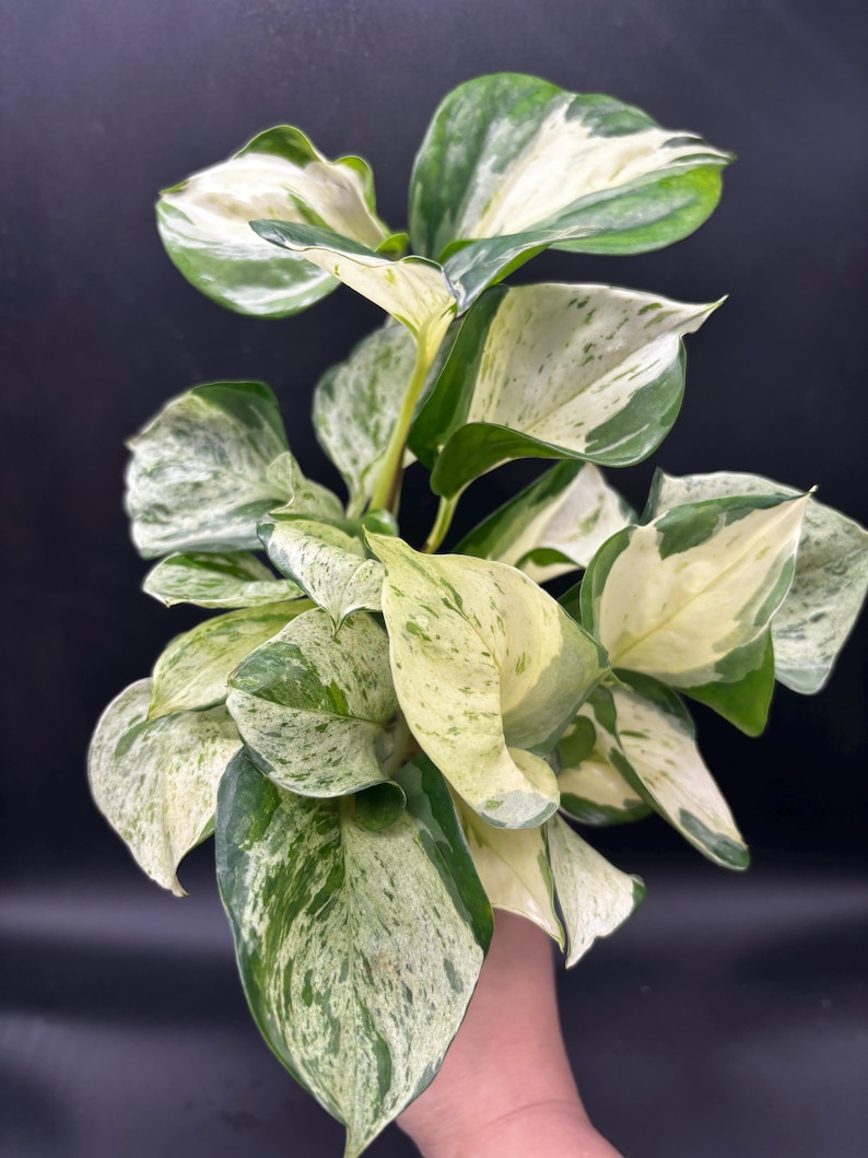 FastechPlants Manjula Pothos - Thumbnail 5