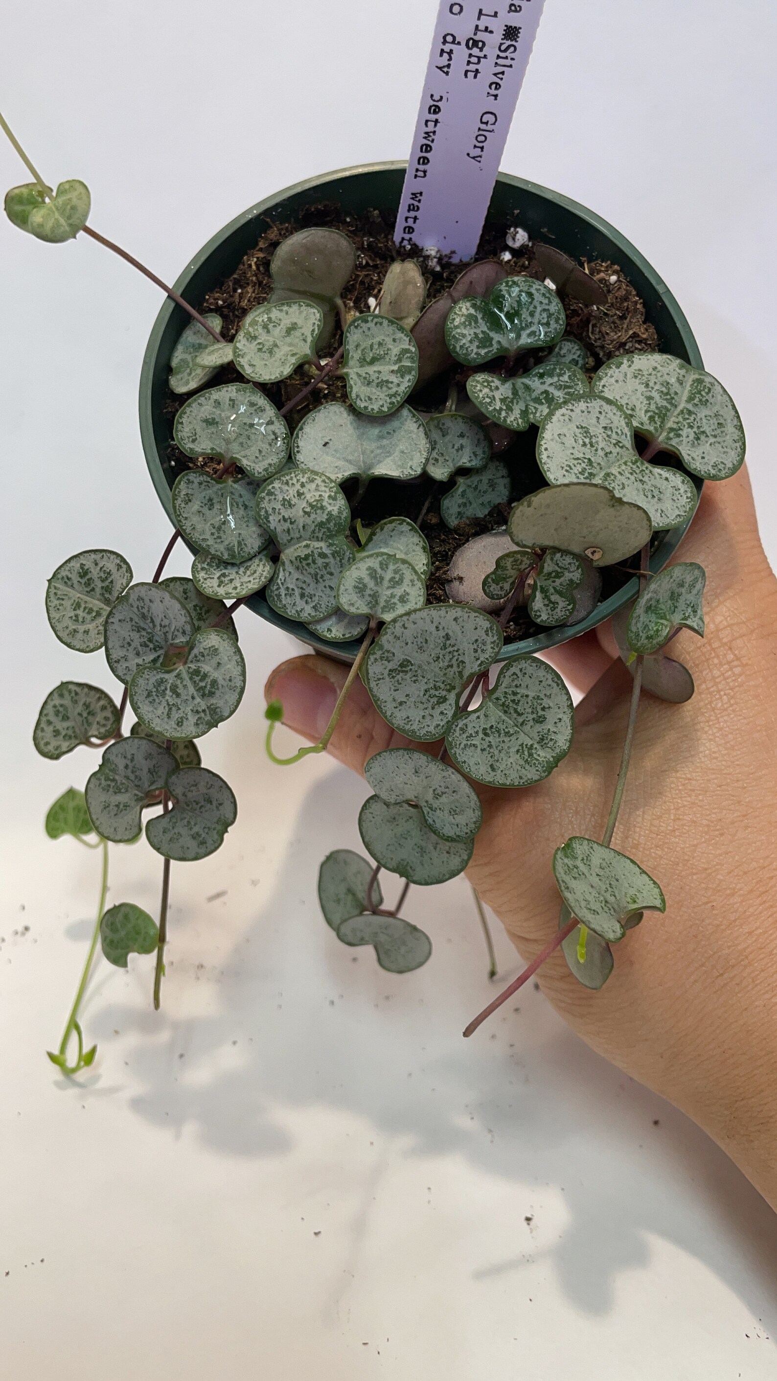 Silver Glory Ceropegia woodii String of hearts Succulent Etsy