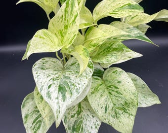 4” SNOW QUEEN Pothos plant pot - beautiful white coloration with mottled green foliage - easy care houseplant - home decor