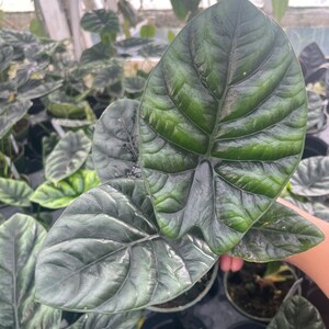 4” QUILTED DREAM ALOCASIA plant pot - textured foliage - cool addition to your collection- fabulous home decor