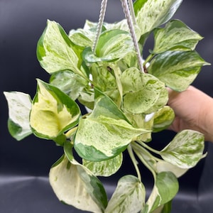 Harlequin Pothos - Etsy
