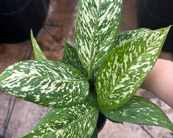 4” WHITE ETNA Diffenbachia plant pot - striking tropical houseplant - white center w/ mottled green edges - home decor