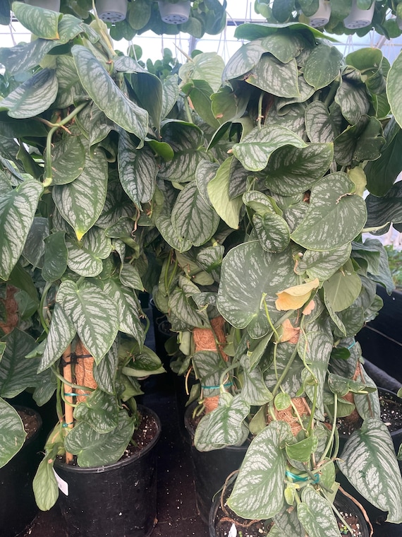 ligustrum undulatum Ligustrum undulatum – The Plant Broker main image 1
