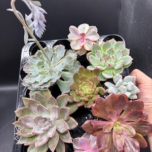 May include: A variety of succulents in a black plastic tray. The succulents display a range of colors, including green, pink, and purple. The arrangement includes different shapes and sizes of succulent plants, showcasing their unique textures and forms.