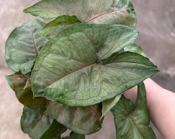 4” MARIA ALLUSION Syngonium pot - lush arrowhead with multiple houseplants - low maintenance plant - pink vein foliage - GIFT
