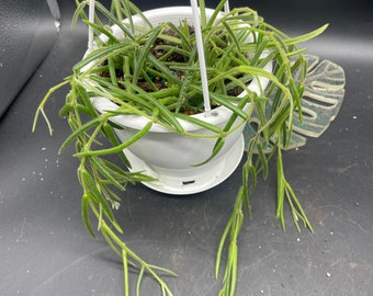 4.5” Hoya Linearis hanging basket with trails (winter packaging included free)