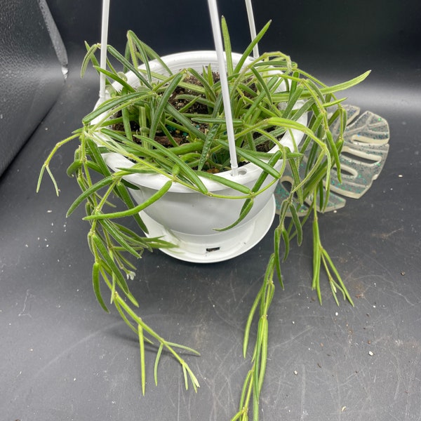 4.5” Hoya Linearis hanging basket with trails (extreme weather packaging included free)