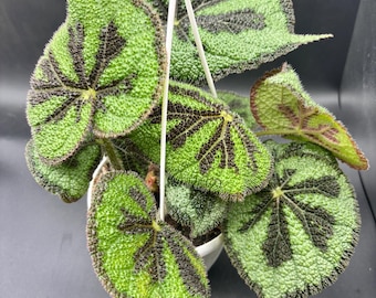 6” Iron Cross Begonia hanging basket - Begonia masoniana rock - unique foliage houseplant - home decor plant - beautiful pattern leaves