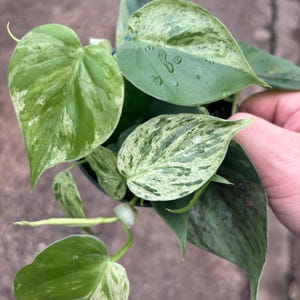 Heart Leaf Philodendron Variegated - Etsy