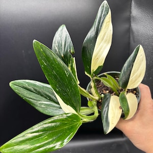 4” EXACT HALF MOON Monstera Stanleyana pot - variegated foliage leaves plant houseplant - fully rooted - gorgeous home decor