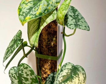 Scindapsus Sparkling Borneo (cutting-no Roots) - Etsy